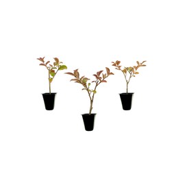 Crape Myrtle Sioux | 20 Live Plants | Vibrant Hot Pink Blooms, Live Plant, Show-Stopping Ornamental Shrub for Stunning Garden Displays