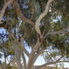Toadstool Seeds 50 Camaldiensis Eucalyptus Seeds Tree Flower Perennial Flowers