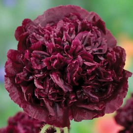 200+ Mix Peony Flower Seeds for Planting Heirloom Peony Poppy Seeds Ruffled Blooms Attract Butterflies Outdoor and Indoor Open Pollinated