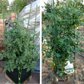 7Queen 150PCS Stake Arms for Tomato Cage，Expandable Trellis Connectors-11.8" with 2 Buckles for Tomato Cage Attach 11mm Diameter Plant Stakes Climbing Plants, Garden Plants, Vegetables