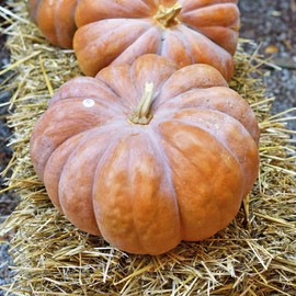 Eden Brothers Pumpkin Seeds - Fairytale Non-GMO Seeds for Planting, Packet | High-Yielding, Fast Growing Vegetable Seeds, Plant During Warm Season, Zones 3, 4, 5, 6, 7, 8, 9, 10