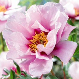 Garden State Bulb Cora Louise Itoh Peony Flower Bulbs, Bare Root, Spring Planting (Bag of 1)