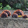 Mini Reishi Mushroom Wall Shelves, Premium Simulation Mushroom Shelf Decoration