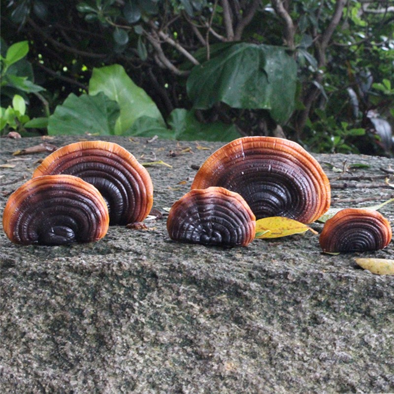 Mini Reishi Mushroom Wall Shelves, Premium Simulation Mushroom Shelf Decoration