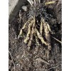Homemade Skirret (Sium sisarum) – Rare Heirloom Perennial Root Vegetable