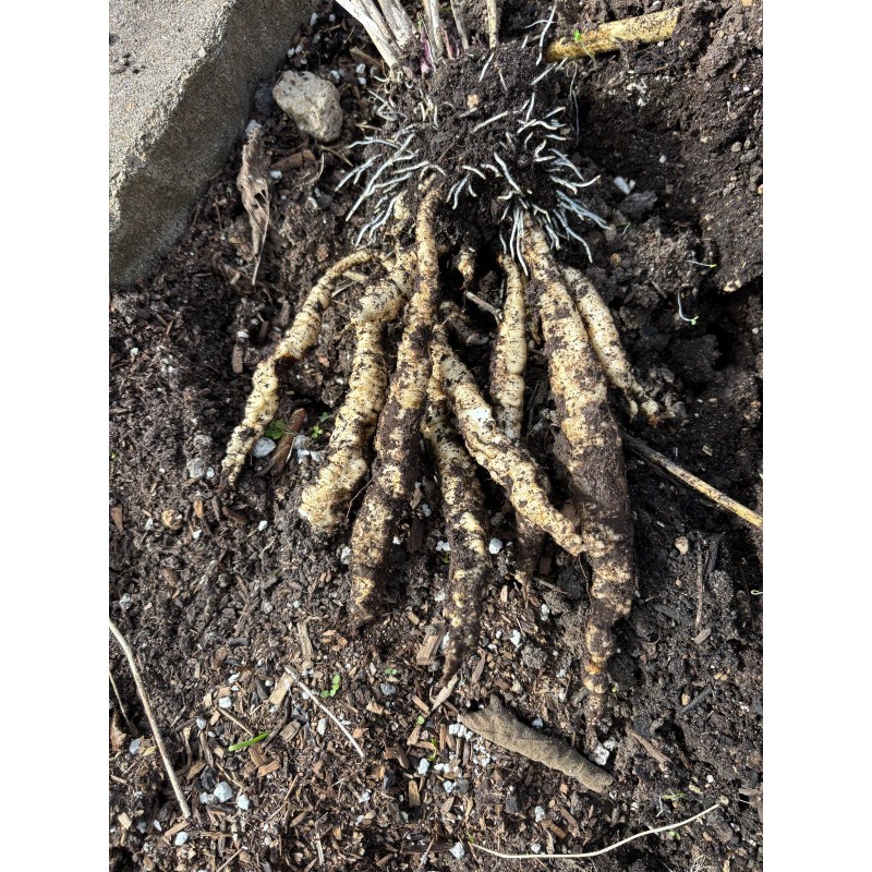 Homemade Skirret (Sium sisarum) – Rare Heirloom Perennial Root Vegetable