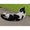 cat immune supplement - ULTRA VITAMINS FOR CATS - vitamin