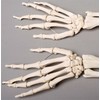 Skeleton Forearms- Life-Size- Pair- 2nd Class