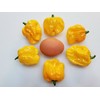 Frontera Sweet Pepper 10+ Seeds