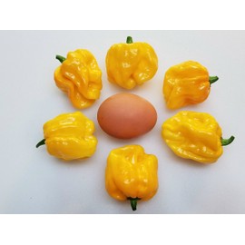 Frontera Sweet Pepper 10+ Seeds