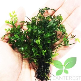 Planterest – Bolbitis Heudelotii Variegated Difformis Clump African Water Fern Live Aquarium Plant Decorations BUY2GET1FREE