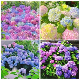 60+ Perennial Hydrangea Seeds Flower for Home Gardens Outdoor-Non-GMO Heirloom Flower High Germination Rate