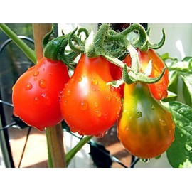 Tomato RED Pear Great Heirloom Garden Vegetable 100 Seeds