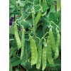 Mai's Family Oregon Sugar Pod II Snow Pea Seeds, Organic,