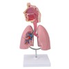 Respiratory System Model with Removable Heart Human Lung Anatomical Display