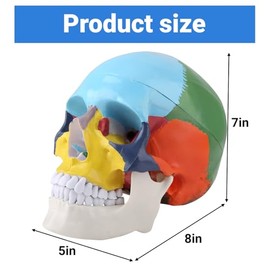 Modelo Anatómico Cráneo Humano Tamaño Natural Color Realista con Tarjeta Identificación Enseñanza Médica