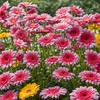 100+ Gerbera Seeds: Mix of Pink, Yellow, More for Long-Lasting