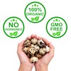 FARM FRESH Quail Eggs *Laid in the U.S.* Hormone Free;