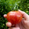 Seeds4planting - Seeds Beefsteak Tomato Giant Tigerella Rainbow Heirloom Vegetable