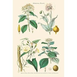 BuyEnLarge Medicinal Plants. Opium Poppy, Peruvian Bark, Scammony, Nux Vomica (20x30 Paper Poster)