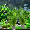 Rainmae 16 Pack New Upgrade Aquarium Plant Weights, Aquatic Water