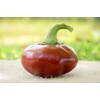Nora Basque Heirloom Pepper Premium Seeds for Planting Packet +