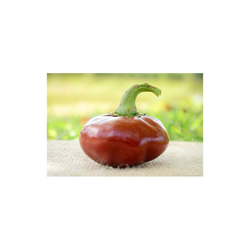 Nora Basque Heirloom Pepper Premium Seeds for Planting Packet +