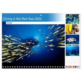 Diving in the Red Sea 2022 (Monthly Wall Calendar 2026 16.5" x 23.4" (open)), CALVENDO 14 Month Calendar