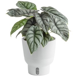Costa Farms Live Indoor Plant, Trending Tropicals Alocasia Silver Dragon, Self Watering Décor Plant Pot, 1 Foot Tall