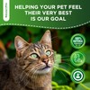 Probiotics for Cats for Digestive Support – Cat Probiotics for
