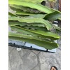 Cactus 4 Live Dragon Fruit Tree Cuttings 8-12 Inches Check