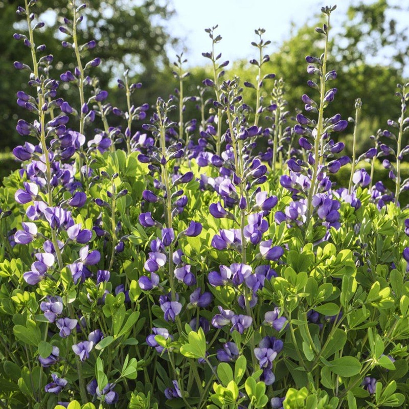 Outsidepride False Indigo - 100 Seeds