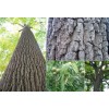 Unbranded 1-2 year old Black walnut tree, Julans Nigra, edible