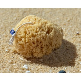 Aegini® Sea Gold XL Natural Sea Sponge, String Attachment, Premium Quality, Unbleached, Soft & Absorbent