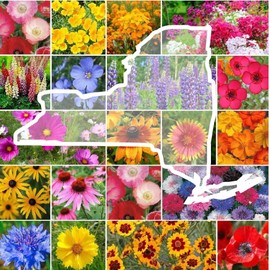 Eden Brothers New York Wildflower Mixed Seeds for Planting, 1 oz, 30,000+ Seeds with Coneflower, Cosmos | Attracts Pollinators, Plant in Spring or Fall, Zones