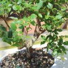 Brussel's Bonsai Live Jaboticaba Bonsai Tree - Large, 6 Year,