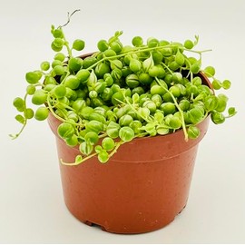 Variegated String of Pearls Succulents Live Plant in 4" inch Pot with Soil Fully Rooted. Rare, Easy to Care, Great for Home Office Wedding Decorations DIY Projects Party Favor by The Waterspout