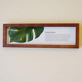 Leaf Panel Monstera II Plaque Horizontal (Brown) Leaf Frame Panel