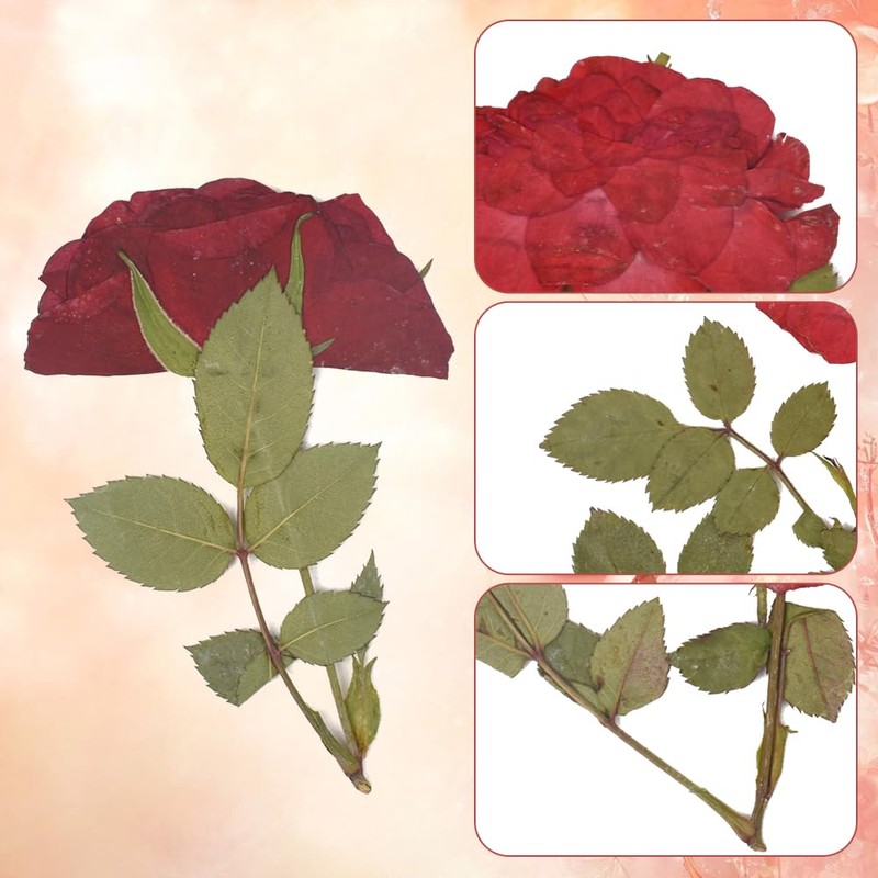 HAIOPS Pressed Rose, 24PCS Natural Rose for Resin Scrapbook Candle