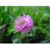3500 Persian Clover Seeds 7 Grams Heirloom Non GMO USA