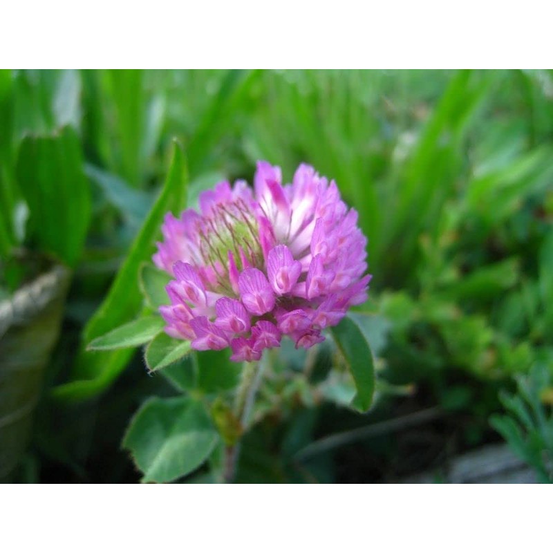 3500 Persian Clover Seeds 7 Grams Heirloom Non GMO USA