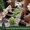 Clonex Clone Solution, Professional-Grade Nutrient Formula for Seedlings, Cuttings, and