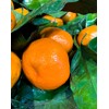 Fresh Satsuma Mandarin from California (4)