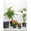 Garronda Flower Pot Saucer GD-0026 (Black, Diameter 17 cm, Height