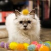 Shizhoo 20 Pieces Mix Sizes Sparkle Pom Pom Balls for