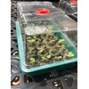 Garland Large High Dome Propagator