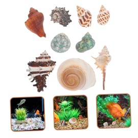 BESPORTBLE Sturdy Hermit Crab Shell Aquarium Ornament 9pcs Pack of Medium Shells for DIY Home Decor Random Style