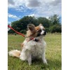 Puppy Training Lead Small Dog Recall Obedience Training Leash 50ft
