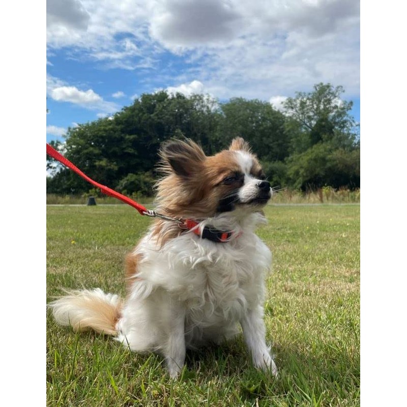 Puppy Training Lead Small Dog Recall Obedience Training Leash 50ft