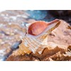 Giant Natural Conch Shell, Striped Fox Conch Seashell 1 Shell